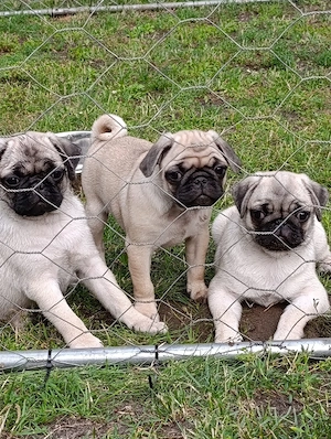 Mops Welpen  Komplett Geimpft 