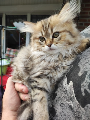 BKH Kitten, abgabebereit
