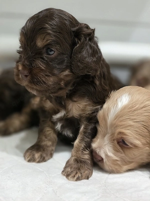 Cockapoo Toy Pudel American Cocker mit Ahnentafel 