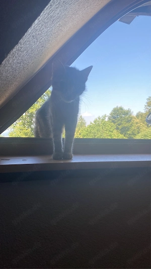 schweren herzen muss ich meine mausi abgeben 