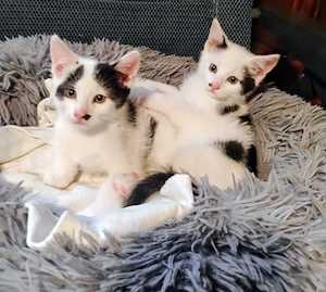 Katzenbabys Kater schwarz weiß 