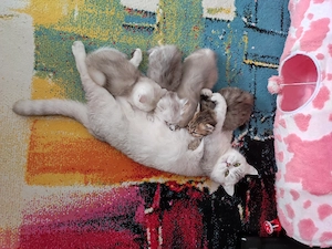 BKH Kitten, abgabebereit