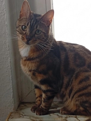 Bengal Mix Kater kastriert 1 Jahr alt 
