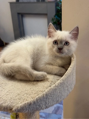 Süßer Kater sucht ein liebevolles Zuhause 