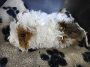 Männchen sehr süße Meerschweinchen Babys 