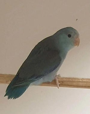 Blaugenick-Sperlingspapagei Hahn