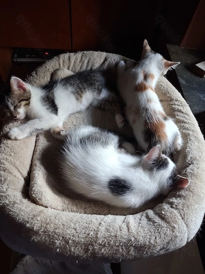 3 wunderschöne Babykatzen 