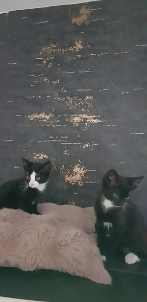 Kitten   Katze   Kater   Katzenjunges   Junges   Katzenbaby suchen ein Zuhause  