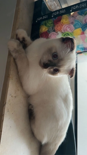 Ragdoll kitten 