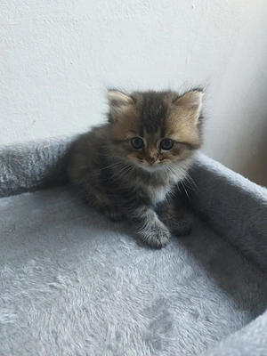 Süße Kitten, Mutter BKH   2 Mädchen, 2 Jungs   ab 12. Woche abzugeben