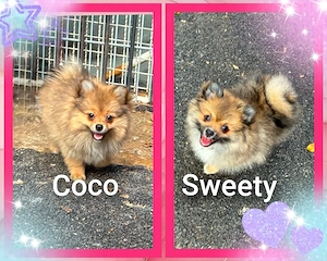 Zwergspitz Pomerania mix 