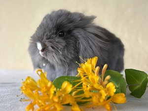  Teddywidder Lionlop Zwergwidder Kaninchen Hasen Rammler 