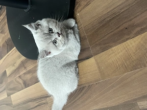Süße BKH Kitten suchen ein liebevolles Zuhause