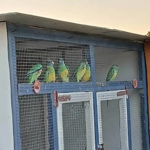 Clowncurry Sittiche