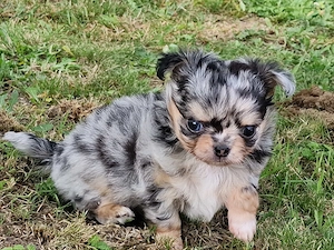Chihuahua Rüde Langhaar, black Merle Tan
