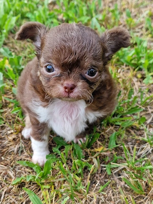 Chihuahua Mädchen schoko Tan Tri Langhaar 