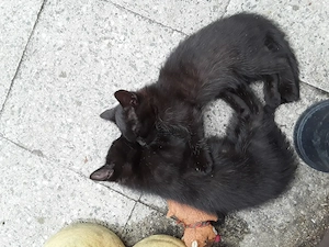 8 kl. Kätzchen suchen ein zu Hause für immer