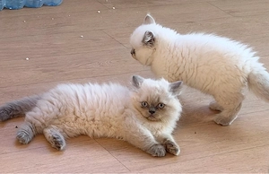 BLH kitten Reinrassig ABGABE HEUTE nur noch 2 weisse mädchen 