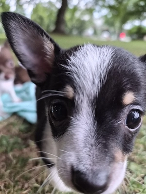  2 unsere Chihuahua Pinscher Mix Welpen .Wir dürfen zu  neuen Familien ziehen 