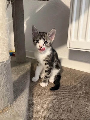 Kitten suchen ein Zuhause 