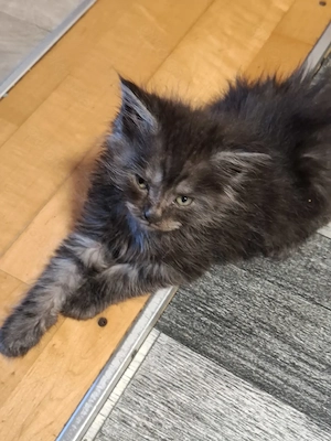 Wunderschöne Maine Coon Babys