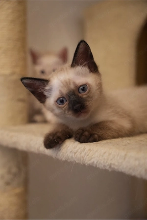 Wunderschöne Siam   Bengal Mix Kitten 