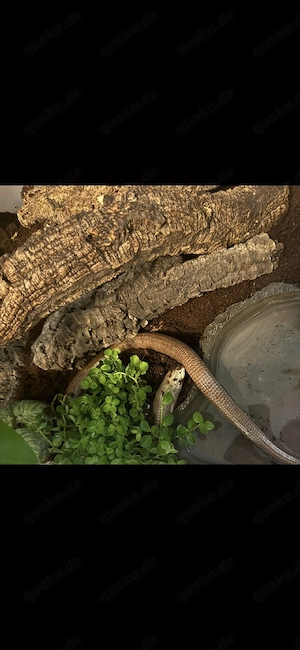 Pseudopus apodus thracicus Scheltopusik  panzerschleiche 0.1