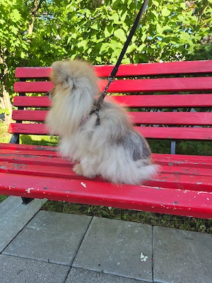 Verspielte Jasmin sucht liebevolle Familie Bild 5