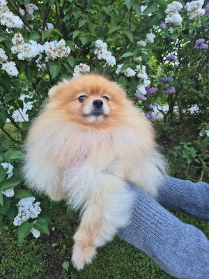 Verspielte Jasmin sucht liebevolle Familie Bild 2