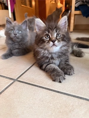 2 Edelmix kitten Blh Maine Coon