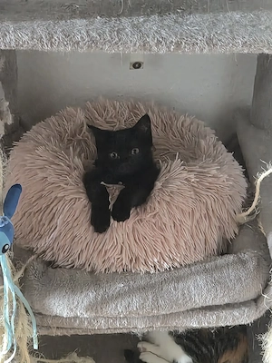 Babykitten 