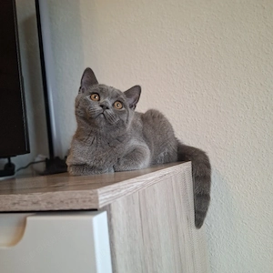 Liebevolles BKH Kitten sucht ein Zuhause 