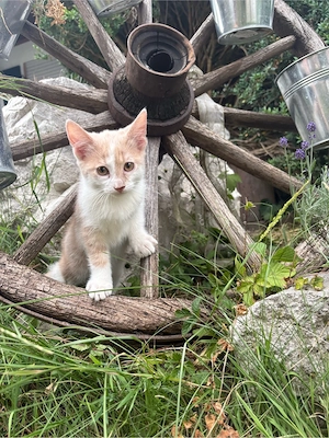 Katzenbabys, Kitten, Babykatzen