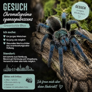 SUCHE: Junges Weibchen   Chromatopelma cyaneopubescens