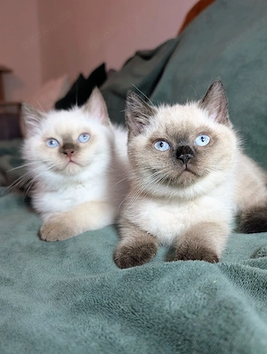 BKH Kitten suchen einen schönes Zuhause 