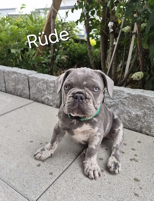 Französische bulldogge welpen