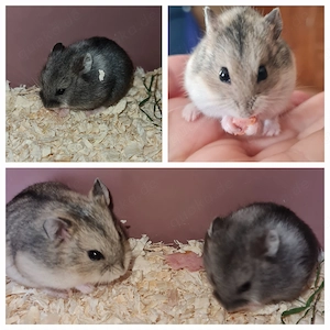 Zwerghamster Hamster und Höhle