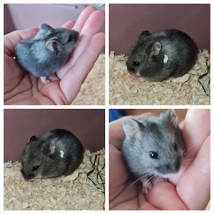 Zwerghamster Hamster und Höhle