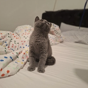 zuckersüßer bkh kater in liebevolle Hände abzugeben 