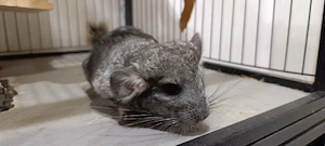 2 Chinchilla Weibchen in Hannover geboren im April 2026 Jungtiere 