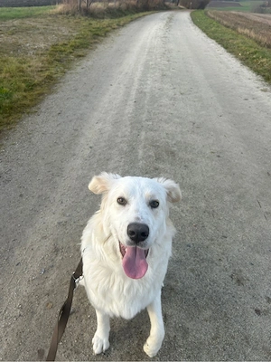 Skyla sucht ihr für immer Zuhause