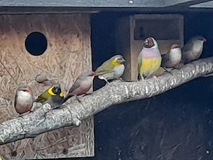Kleine Kubafinken  Bild 3