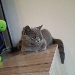 zuckersüßes BKH Kitten in liebevolle Hände abzugeben 