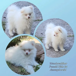 Wunderschöner Pomchi Rüde ist Auszugsbereit!