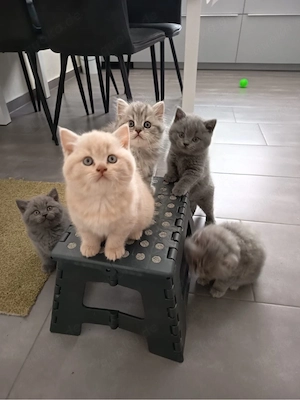 BKH Kitten , Katzenbabys zu verkaufen 