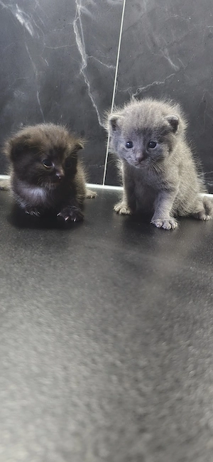 Katzenbaby babykatze