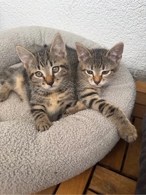 babykatzen 