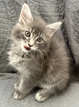 Maine Coon Katze 