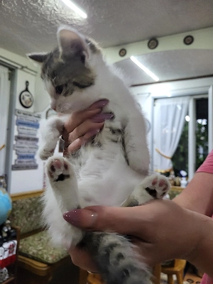 Bauernhof Katze 9 Woche alt 