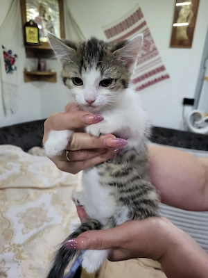 Bauernhof Katze 9 Woche alt 